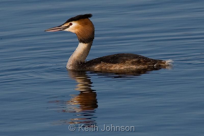 Gt Crested Grebe.jpg